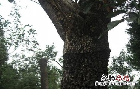 如何提升柿树的嫁接成活率 怎么嫁接柿子树成活率高