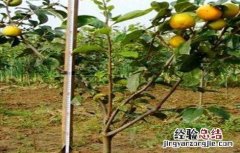 如何提升柿树的嫁接成活率 怎么嫁接柿子树成活率高