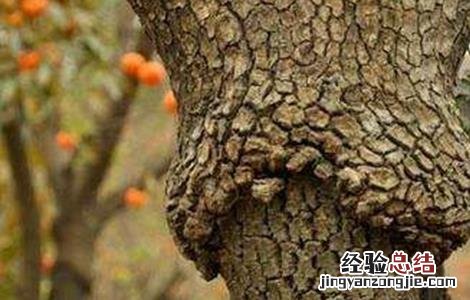 如何提升柿树的嫁接成活率 怎么嫁接柿子树成活率高
