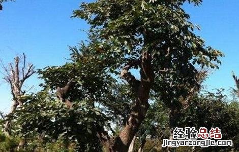 如何提升柿树的嫁接成活率 怎么嫁接柿子树成活率高