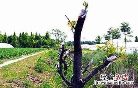 如何提升柿树的嫁接成活率 怎么嫁接柿子树成活率高