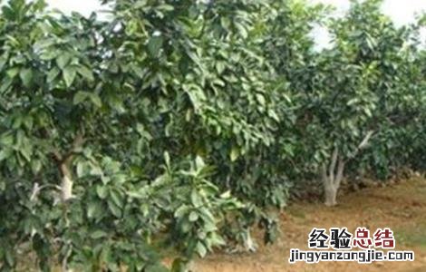 柚子冬季管理技术 柚子春季管理技术