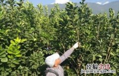 柚子冬季管理技术 柚子春季管理技术