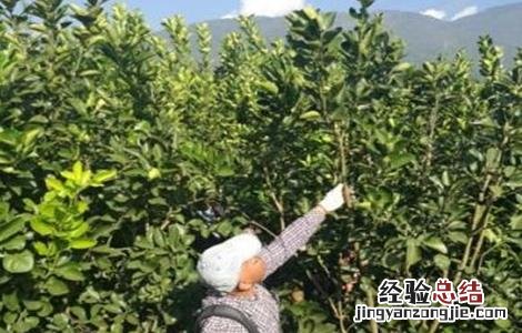 柚子冬季管理技术 柚子春季管理技术