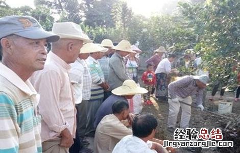 柚子冬季管理技术 柚子春季管理技术
