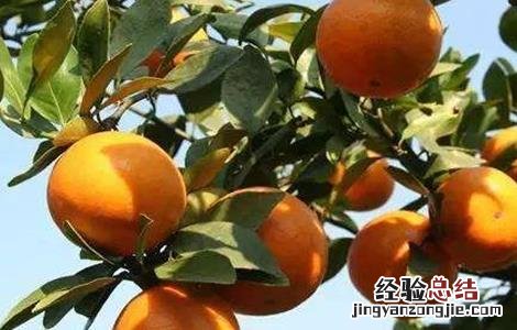 贡柑的种植方法 贡柑的种植技术