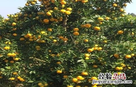 贡柑的种植方法 贡柑的种植技术