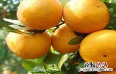 贡柑的种植方法 贡柑的种植技术