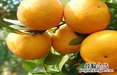 贡柑的种植方法 贡柑的种植技术