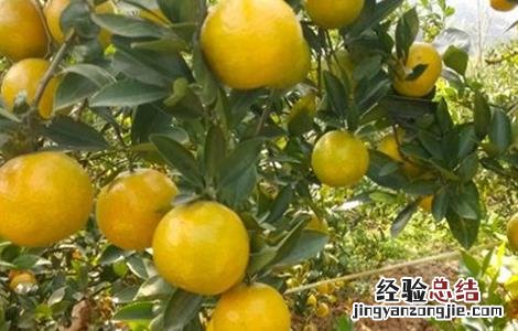贡柑的种植方法 贡柑的种植技术