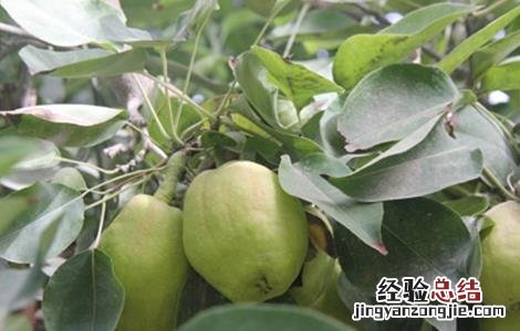 香梨什么地方可以种 香梨怎么种