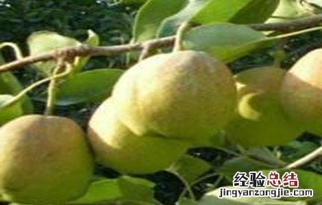香梨什么地方可以种 香梨怎么种