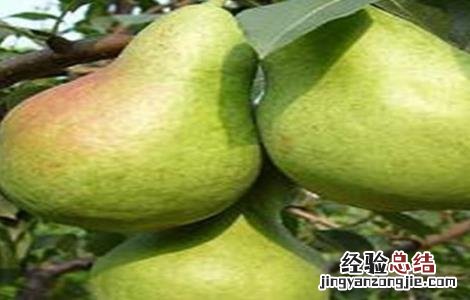 香梨什么地方可以种 香梨怎么种