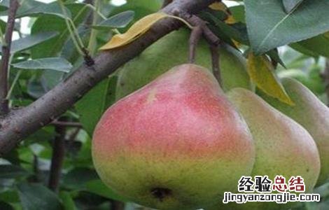 香梨什么地方可以种 香梨怎么种