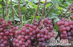 葡萄的栽培技术要点 葡萄的栽培技术要点