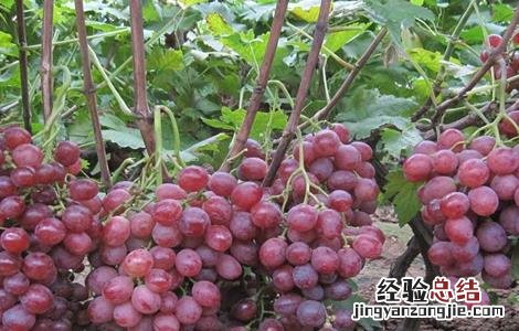 葡萄的栽培技术要点 葡萄的栽培技术要点
