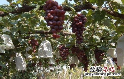 葡萄的栽培技术要点 葡萄的栽培技术要点