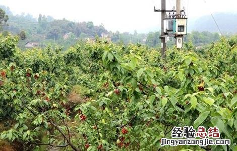 樱桃不结果怎么办 樱桃不结果怎么办视频