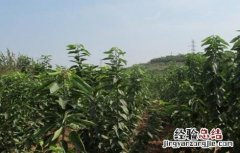 樱桃不结果怎么办 樱桃不结果怎么办视频