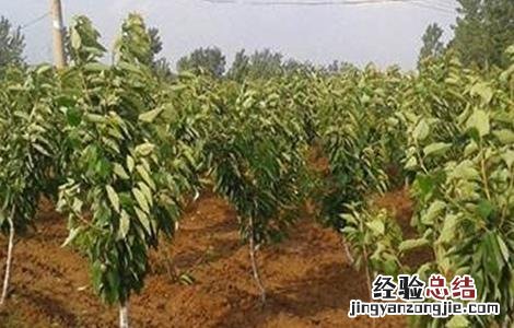 樱桃不结果怎么办 樱桃不结果怎么办视频