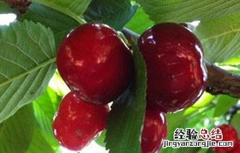 樱桃不结果怎么办 樱桃不结果怎么办视频