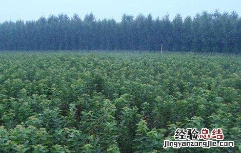 樱桃不结果怎么办 樱桃不结果怎么办视频