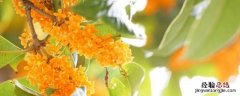 桂花 可以吃吗 桂花可以直接吃吗