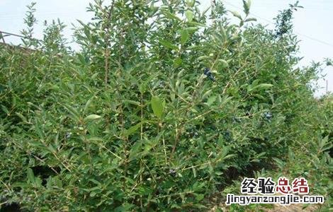 蓝靛果的种植技术和管理 蓝靛果的种植技术