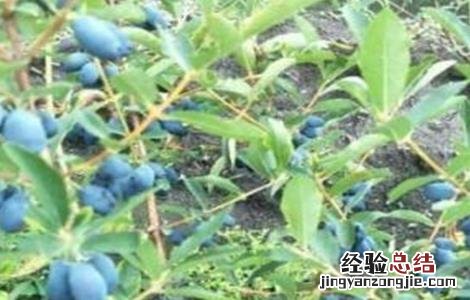蓝靛果的种植技术和管理 蓝靛果的种植技术
