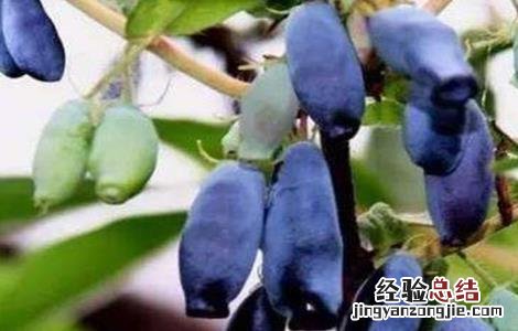 蓝靛果的种植技术和管理 蓝靛果的种植技术