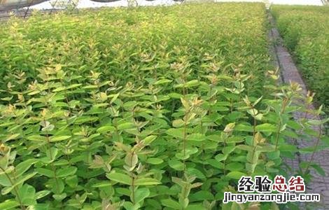 蓝靛果的种植技术和管理 蓝靛果的种植技术