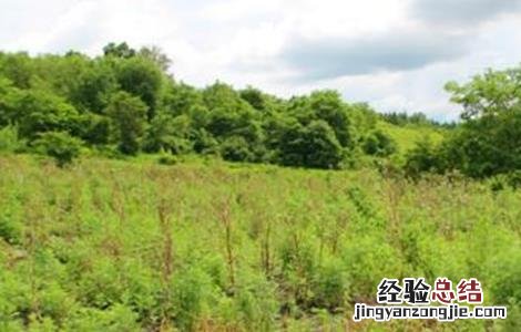 蓝靛果的种植技术和管理 蓝靛果的种植技术