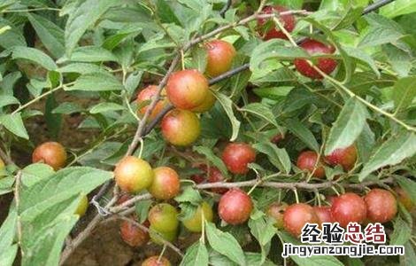 钙果的种植方法 钙果种植方法 中华钙果创始人亲自教种植方法