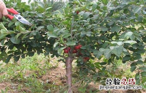 钙果的种植方法 钙果种植方法 中华钙果创始人亲自教种植方法