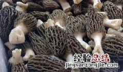 羊肚菌储存方法 羊肚菌菌种制作方法