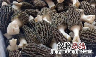 羊肚菌储存方法 羊肚菌菌种制作方法