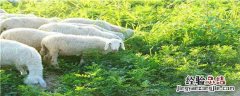 新手养羊怎么入手 新手养羊怎么入手教程