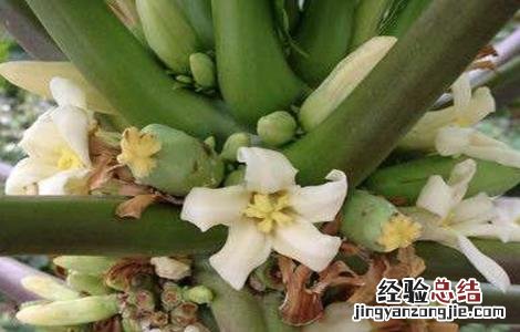 木瓜花花期 木瓜的花期管理技术