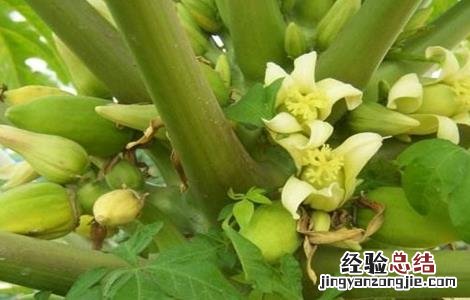 木瓜花花期 木瓜的花期管理技术