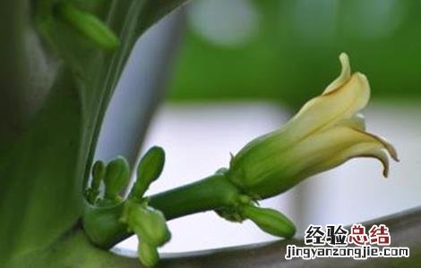 木瓜花花期 木瓜的花期管理技术
