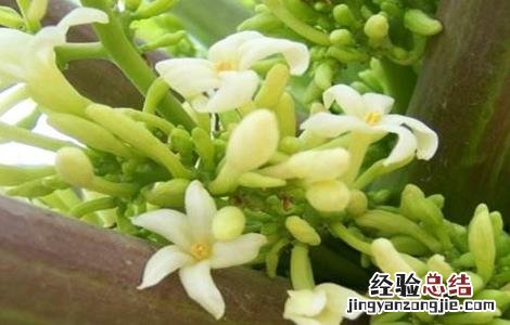 木瓜花花期 木瓜的花期管理技术