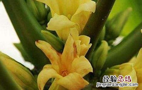 木瓜花花期 木瓜的花期管理技术