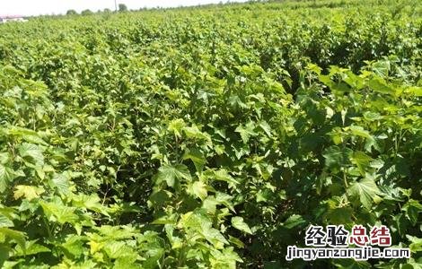 黑加仑的种植技术和方法 黑加仑的种植技术