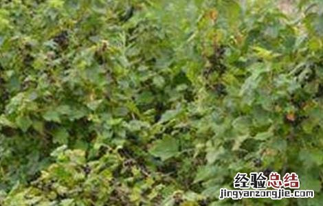 黑加仑的种植技术和方法 黑加仑的种植技术