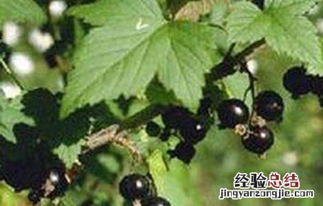 黑加仑的种植技术和方法 黑加仑的种植技术