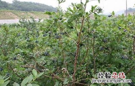 黑加仑的种植技术和方法 黑加仑的种植技术
