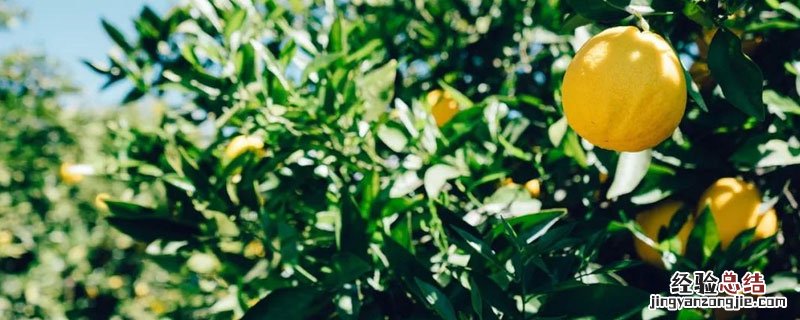 柠檬冬天怕冻吗 柠檬冬天会冻死吗