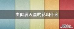 很像满天星的一种花 类似满天星的花叫什么