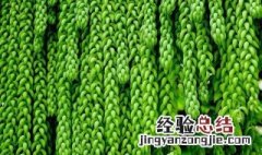 新玉缀的功效与作用 新玉缀和玉缀的区别