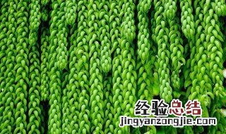 新玉缀的功效与作用 新玉缀和玉缀的区别